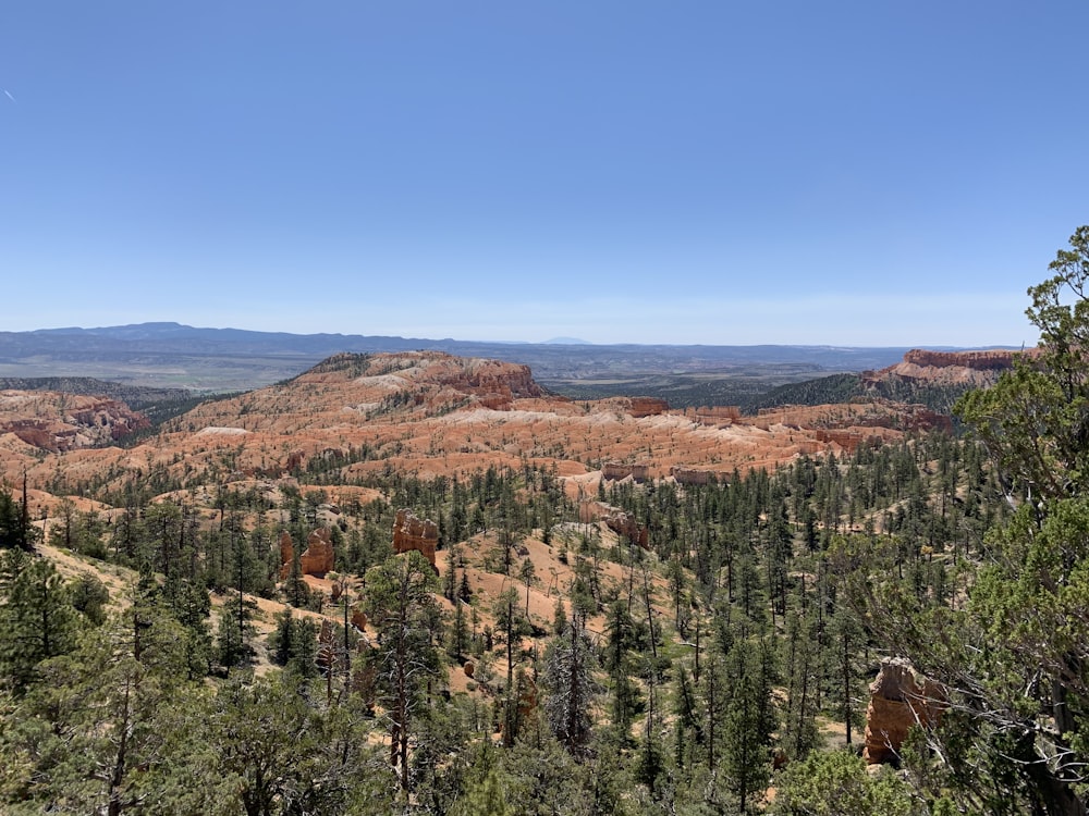 green pine trees on brown mountain under blue sky during daytime