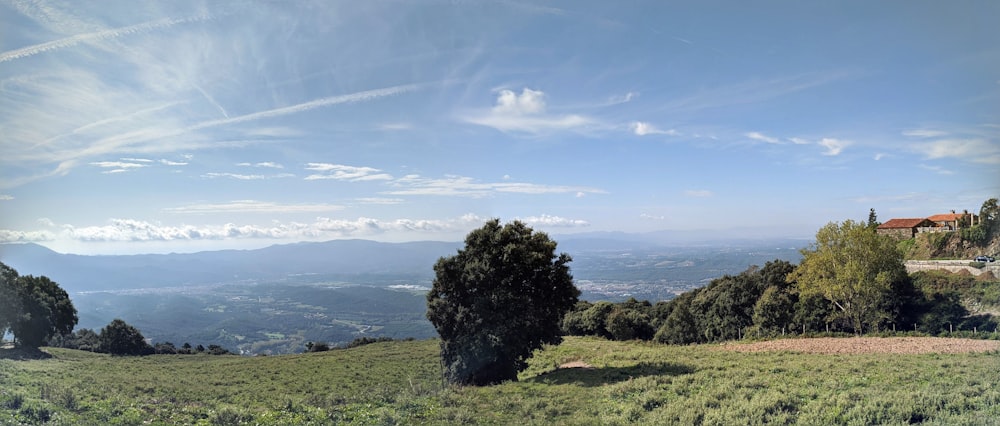 albero verde su campo di erba verde durante il giorno