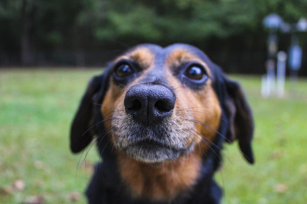 black and tan short coat medium sized dog