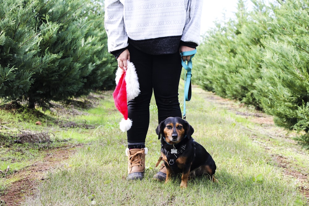 woman in white knit sweater holding black and brown short coated dog