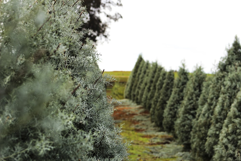 alberi verdi coperti di neve durante il giorno