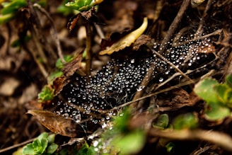 Dew drops sparkling on a spider web stretched between two branches at dawn.