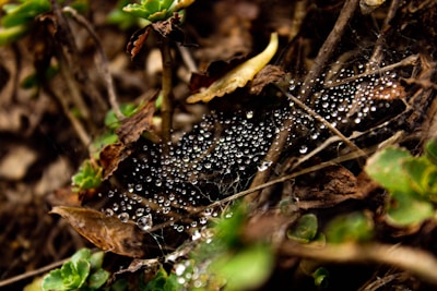 Dew drops sparkling on a spider web stretched between two leafy branches.
