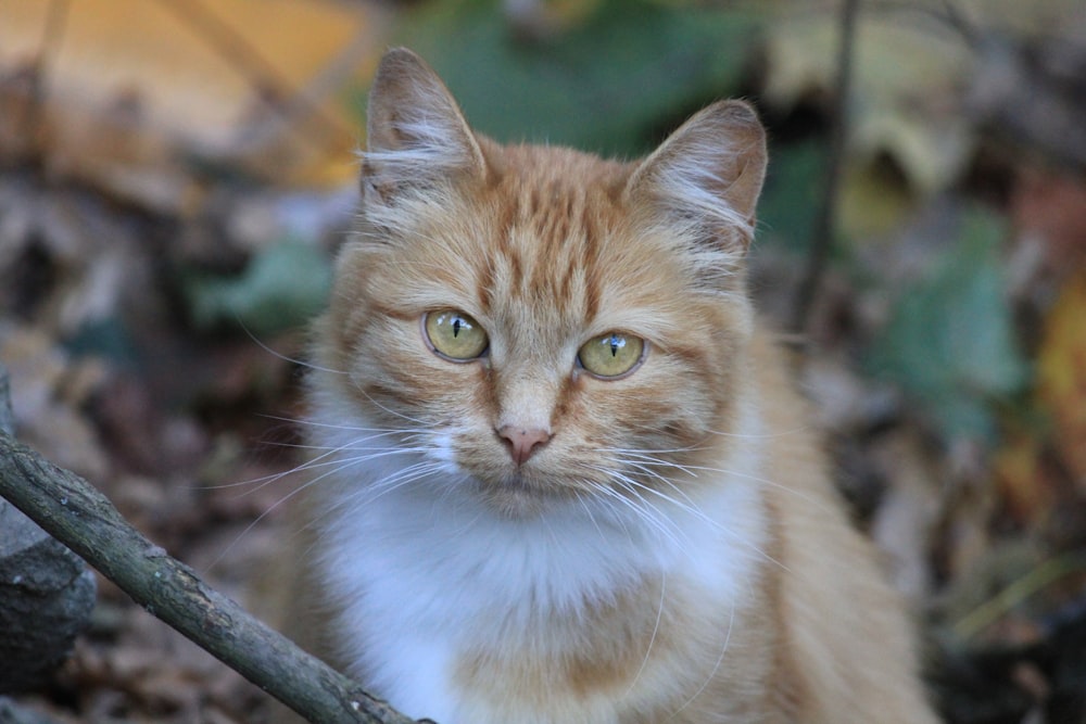 orange and white cat on tree branch