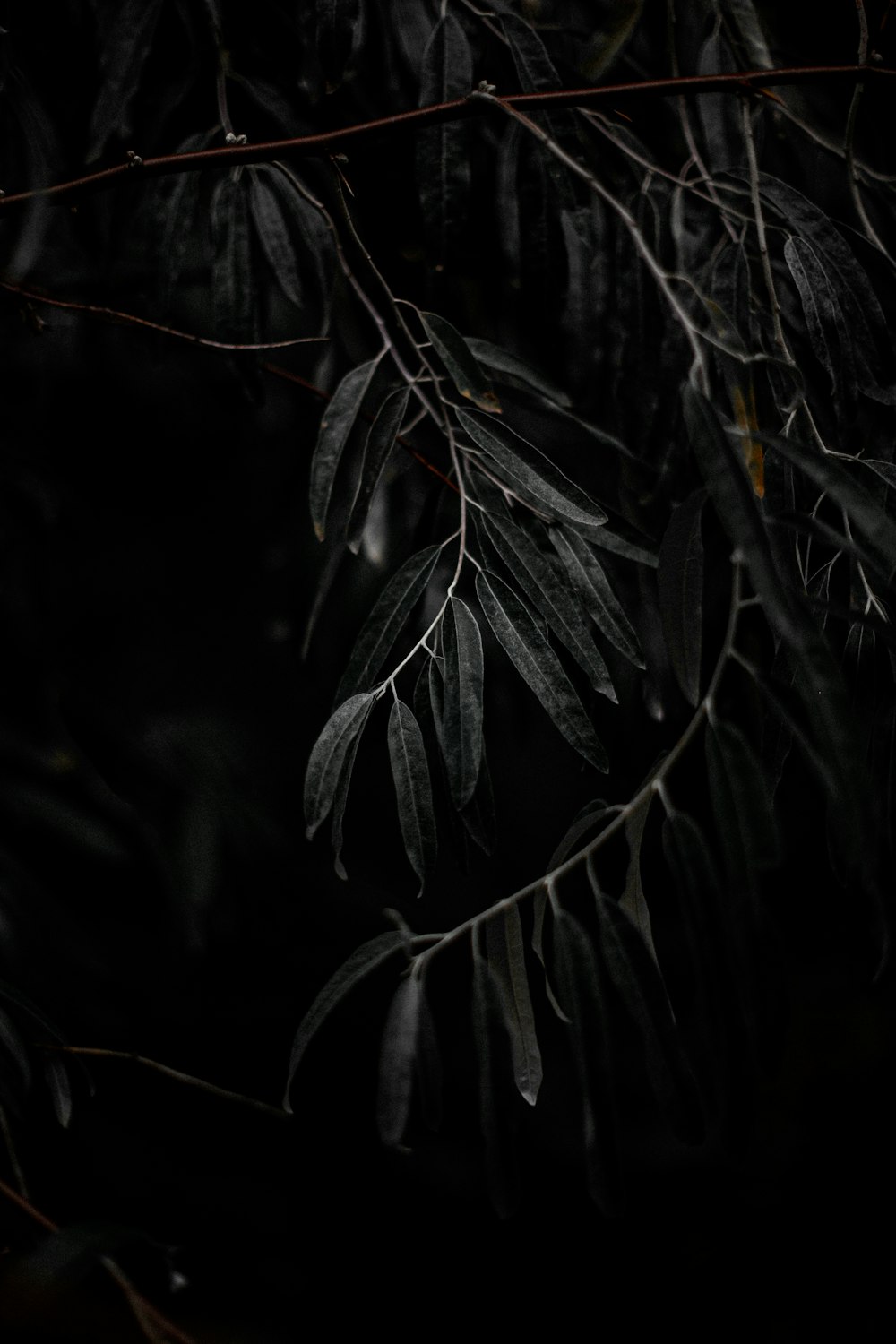 green leaves in close up photography