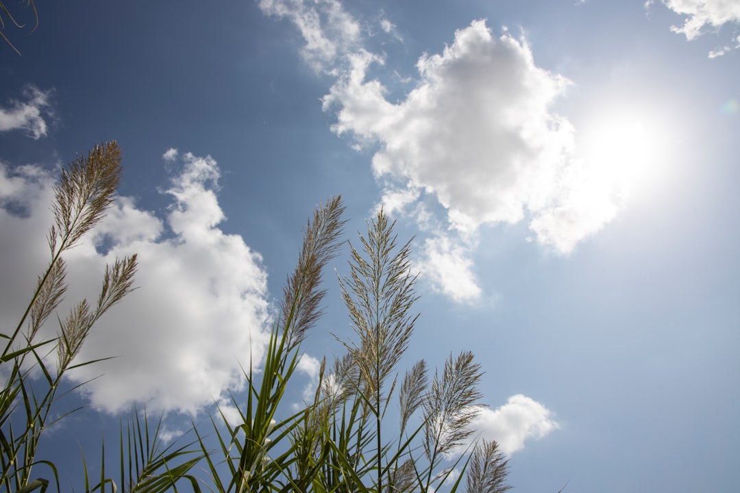 green palm tree under blue sky and white clouds during daytime