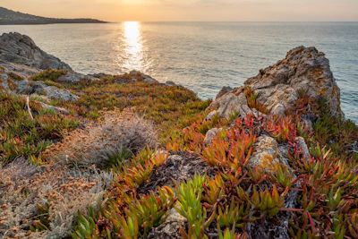 A scenic view of the Texel coastline at sunset, reflecting Jesse's roots.