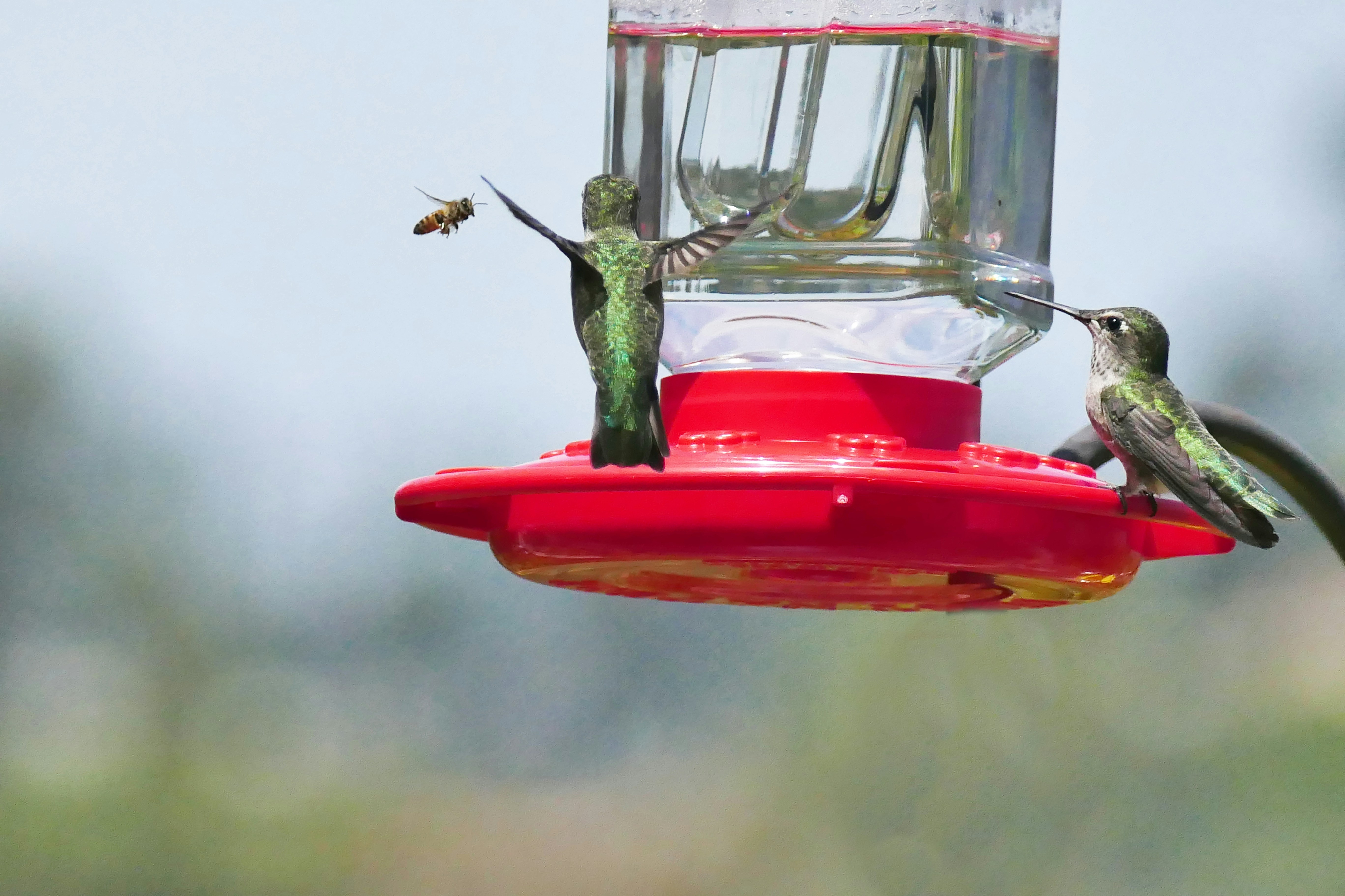 A yellow hummingbird feeder with wasps and bees surrounding it