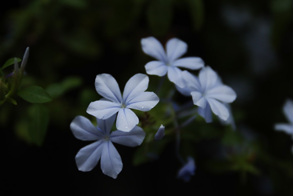 white flowers in tilt shift lens