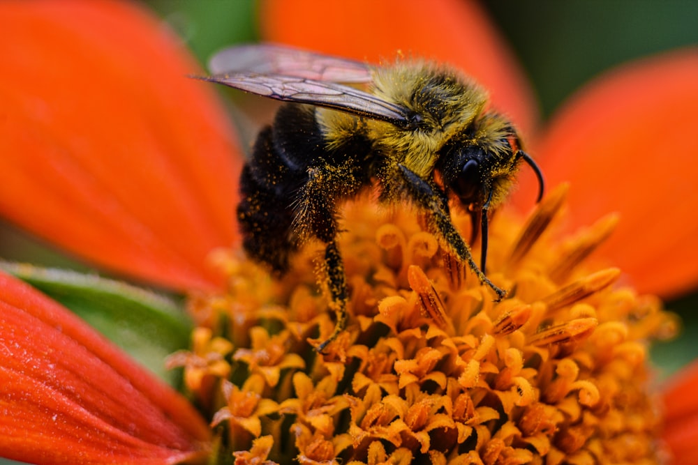 black and yellow bee on yellow flower