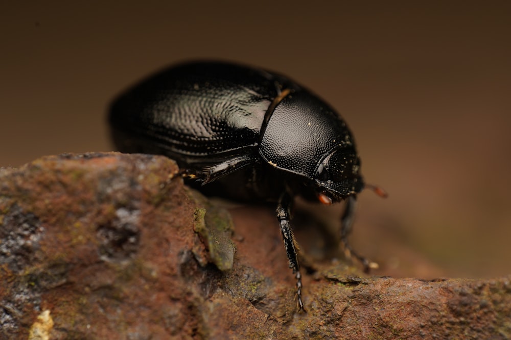 black beetle on brown rock
