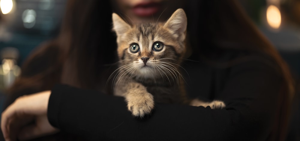 brown tabby cat on black textile