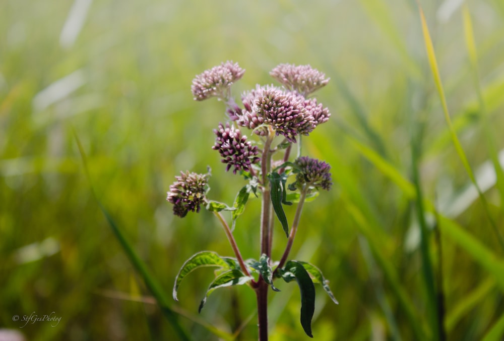 purple flower in tilt shift lens