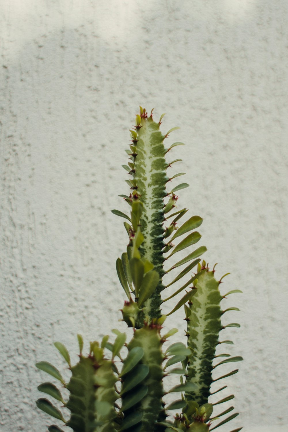 green cactus plant on white wall