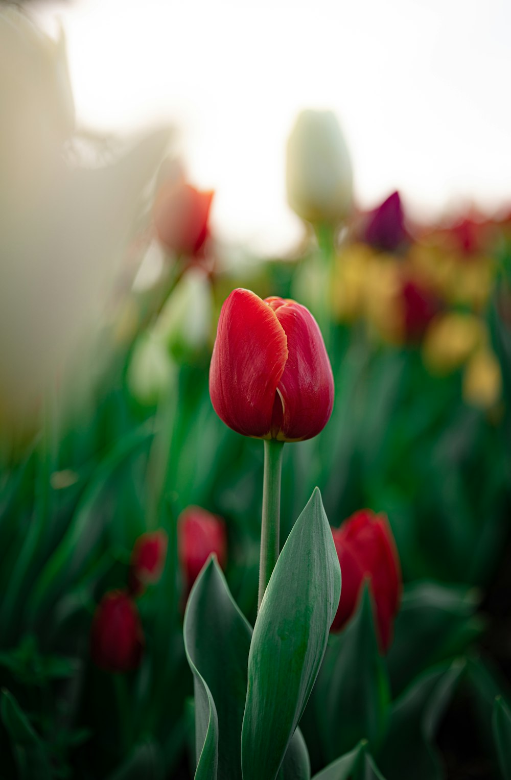 red tulips in bloom during daytime