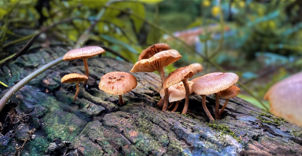 Champiñones marrones en tronco de árbol marrón