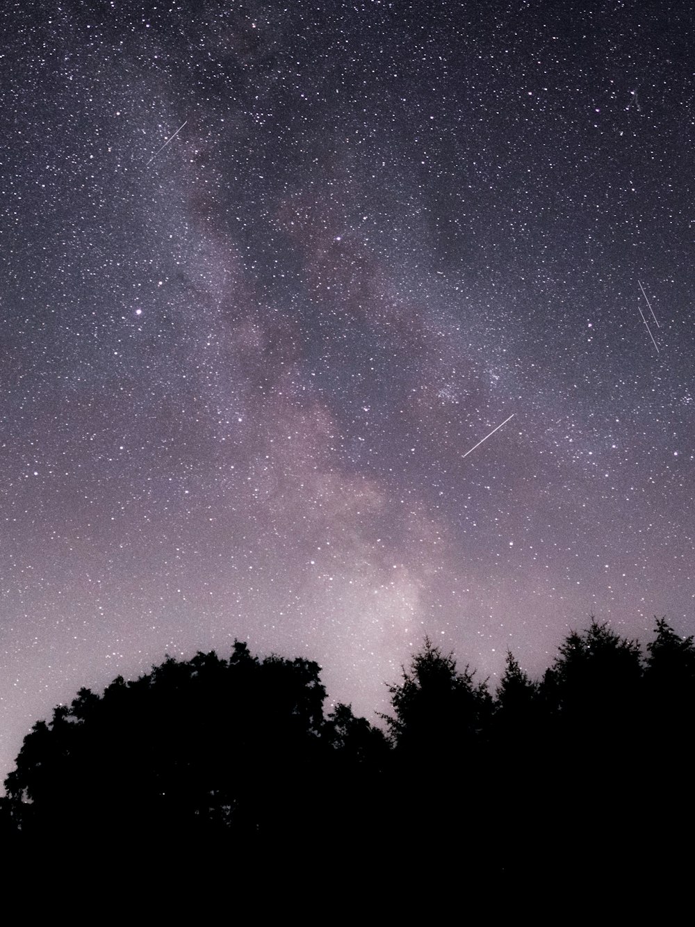 silhouette di alberi sotto la notte stellata