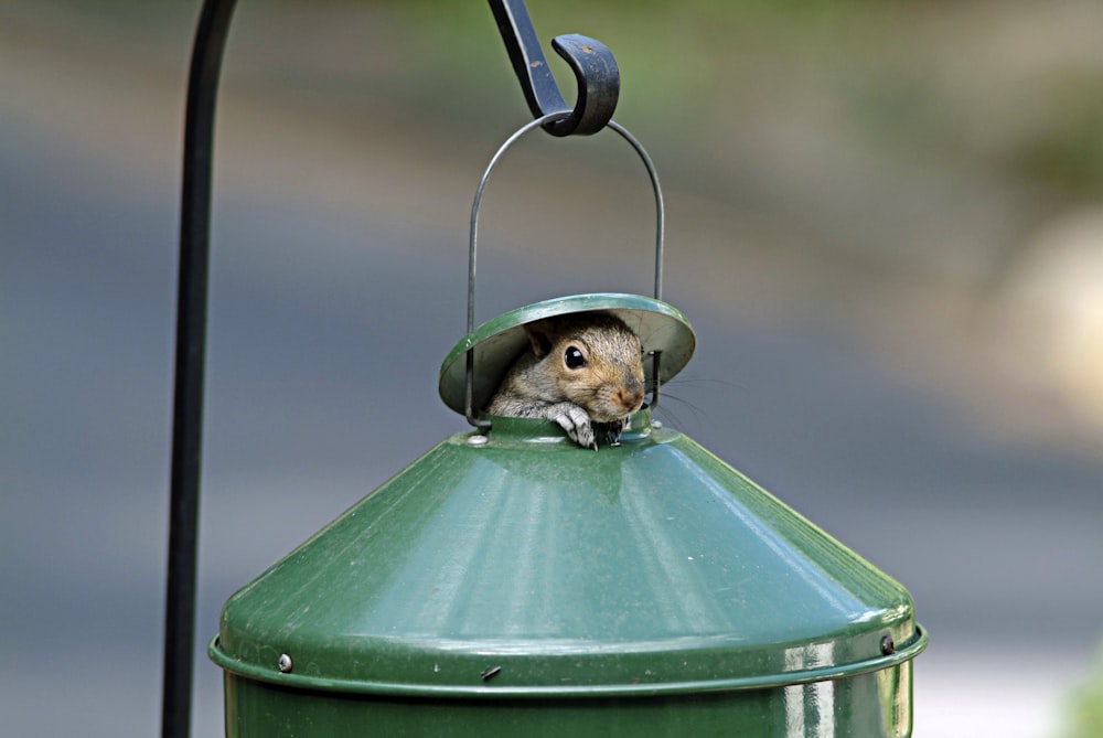 brown bird on green steel bird feeder