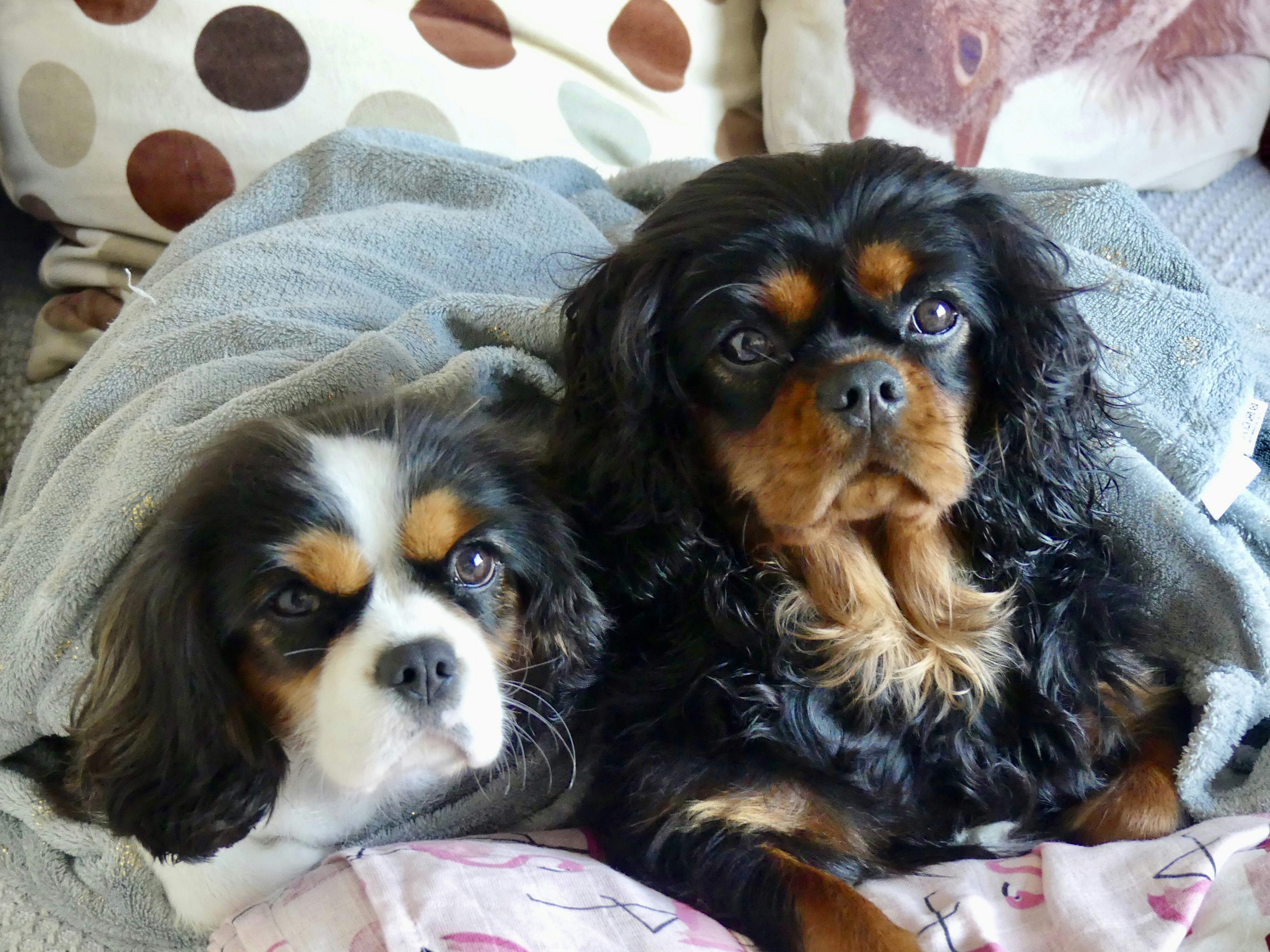 Two Cavalier King Charles Spaniels cuddling together on a cream sofa, soft warm afternoon light, cozy home interior