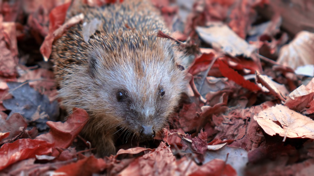 brown and gray hedgehog on brown leaves