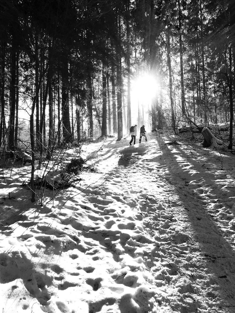 grayscale photo of trees covered with snow