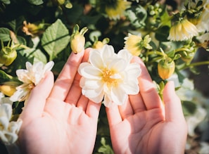 person holding white and yellow flower