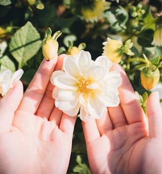 person holding white and yellow flower