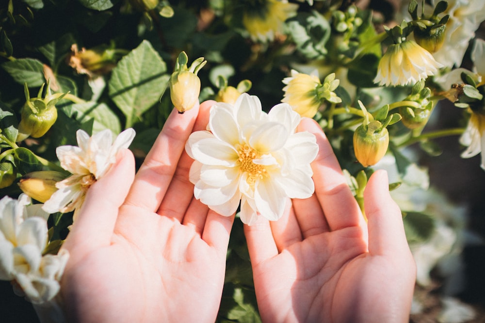 person holding white and yellow flower