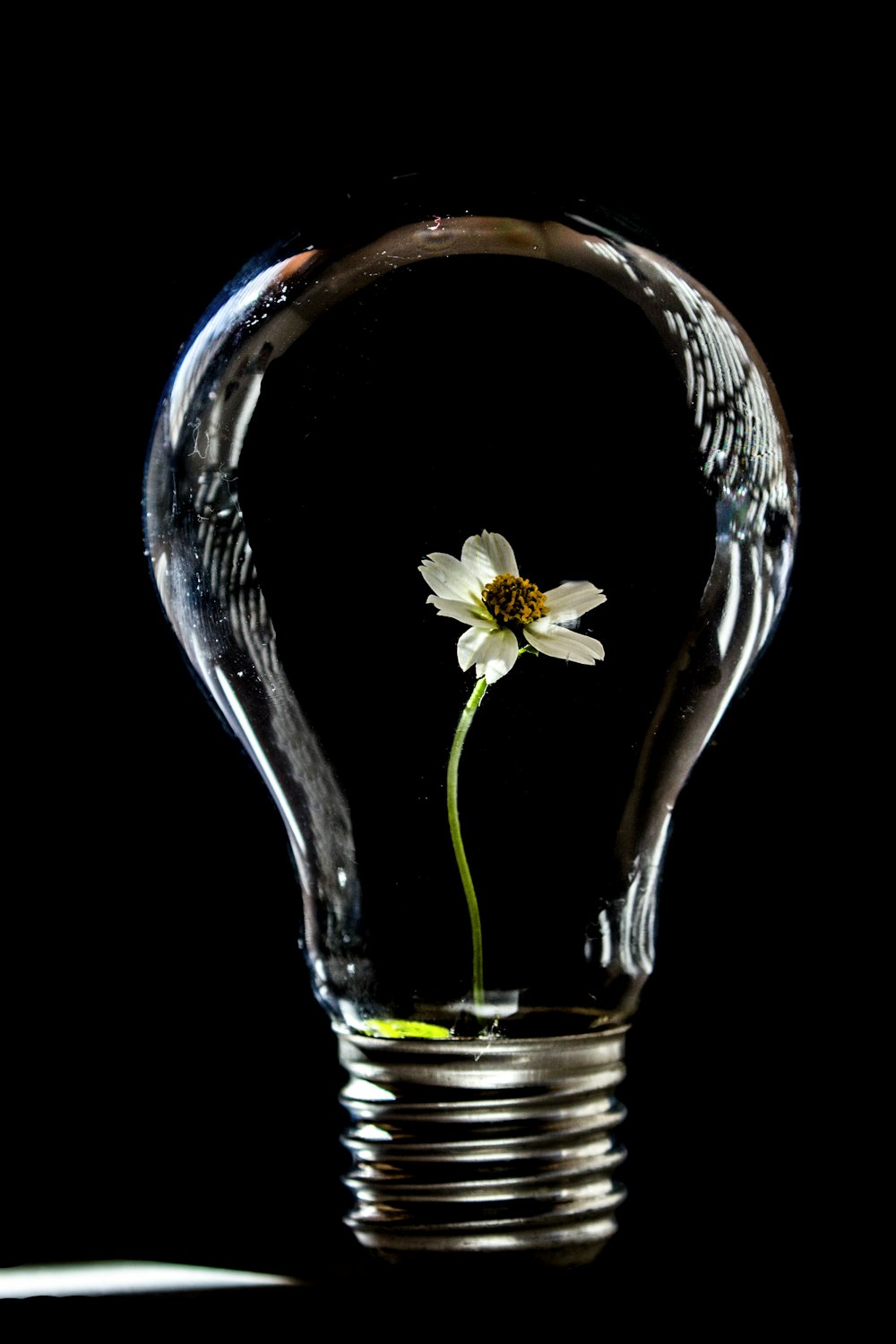 fleur blanche dans un vase en verre transparent