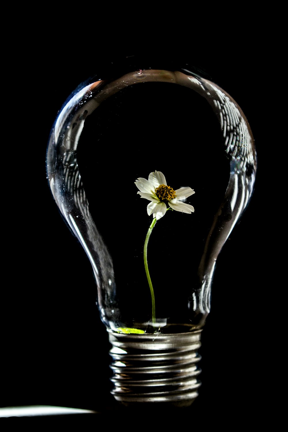 white flower in clear glass vase