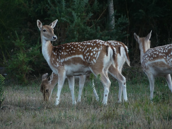 Connecting with Nature: Deer Recovery in Central Virginia