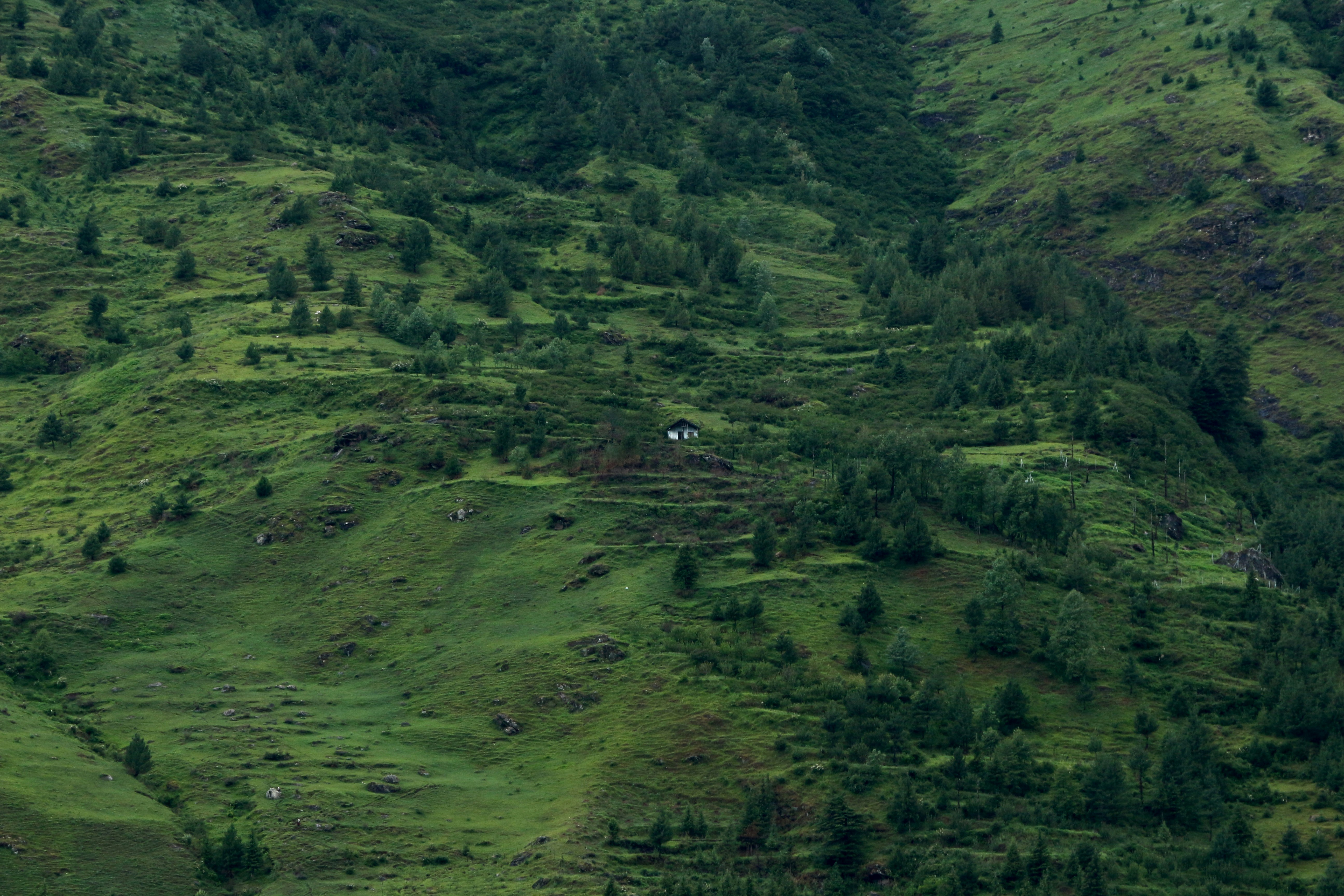green grass field during daytime