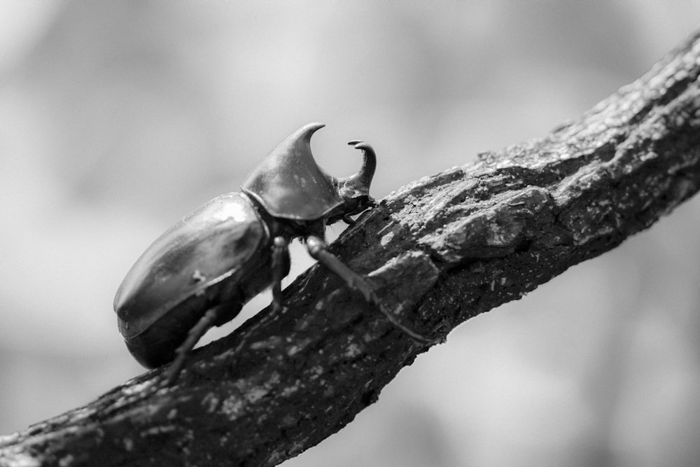茶色の木の枝に黒いカブトムシ