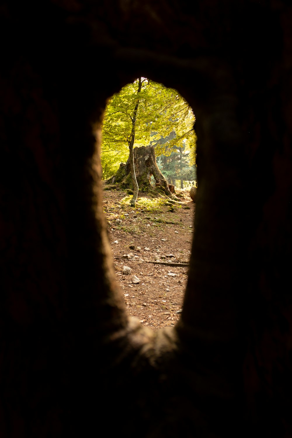 tronc d’arbre brun pendant la journée