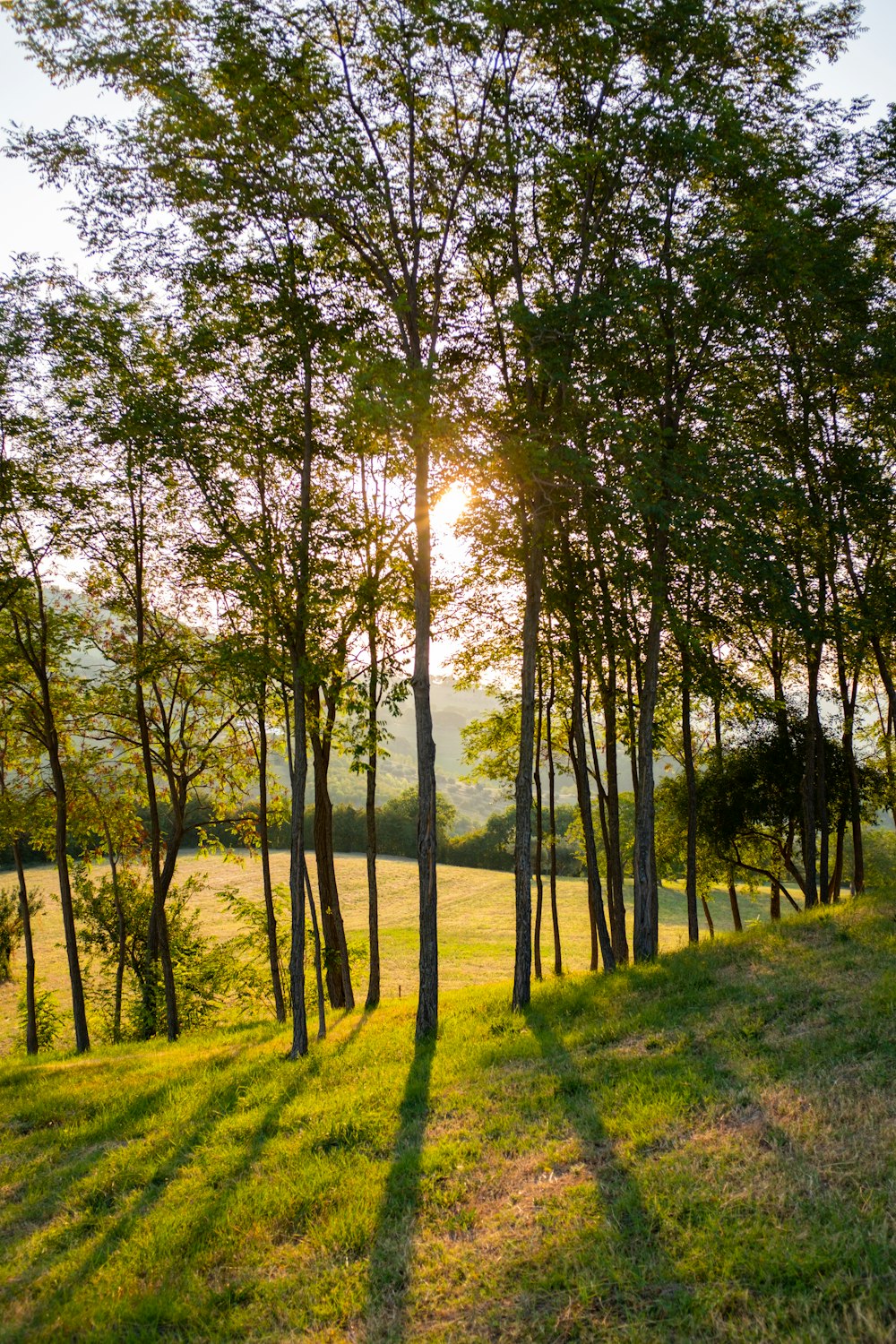 Champ d’herbe verte avec des arbres pendant la journée