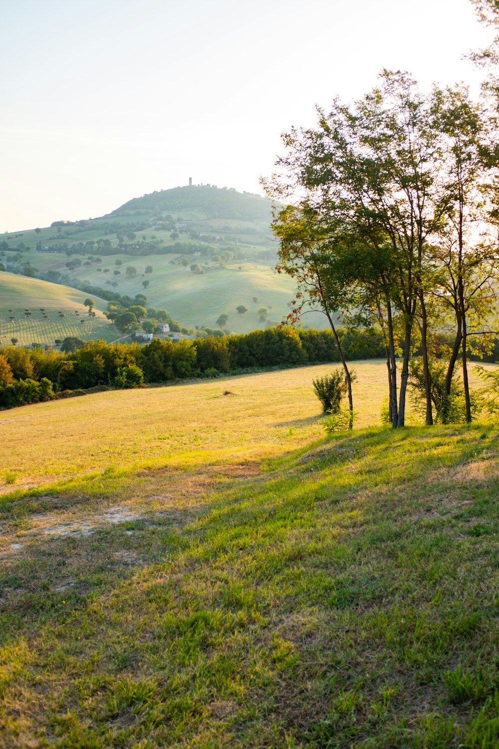 green trees on green grass field during daytime