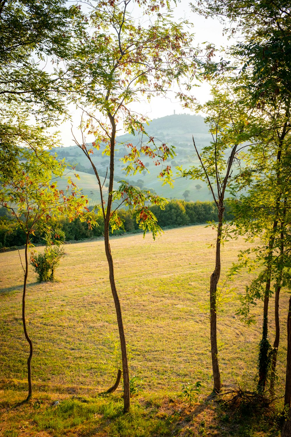 Champ d’herbe verte avec des arbres verts sous le ciel bleu pendant la journée