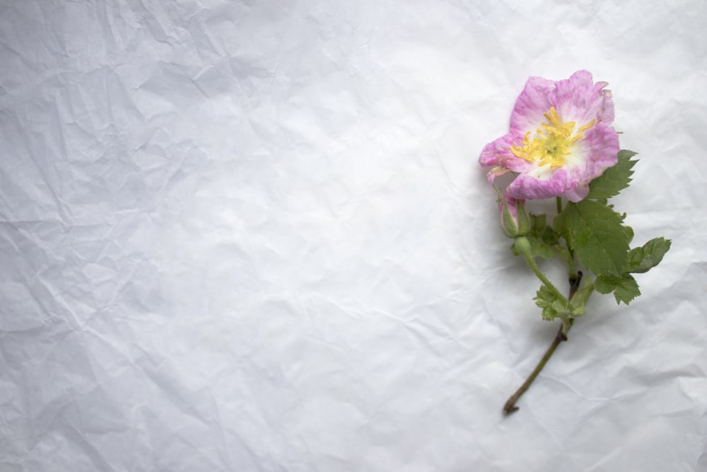 pink and white flower bouquet