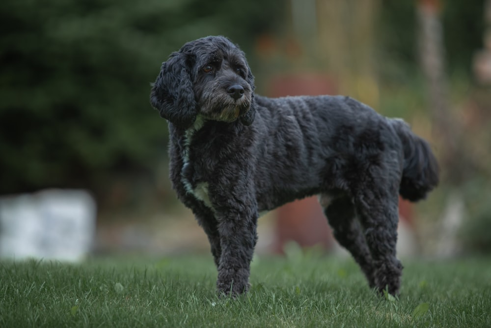 Cão preto e branco de pelagem curta correndo no campo de grama verde durante o dia