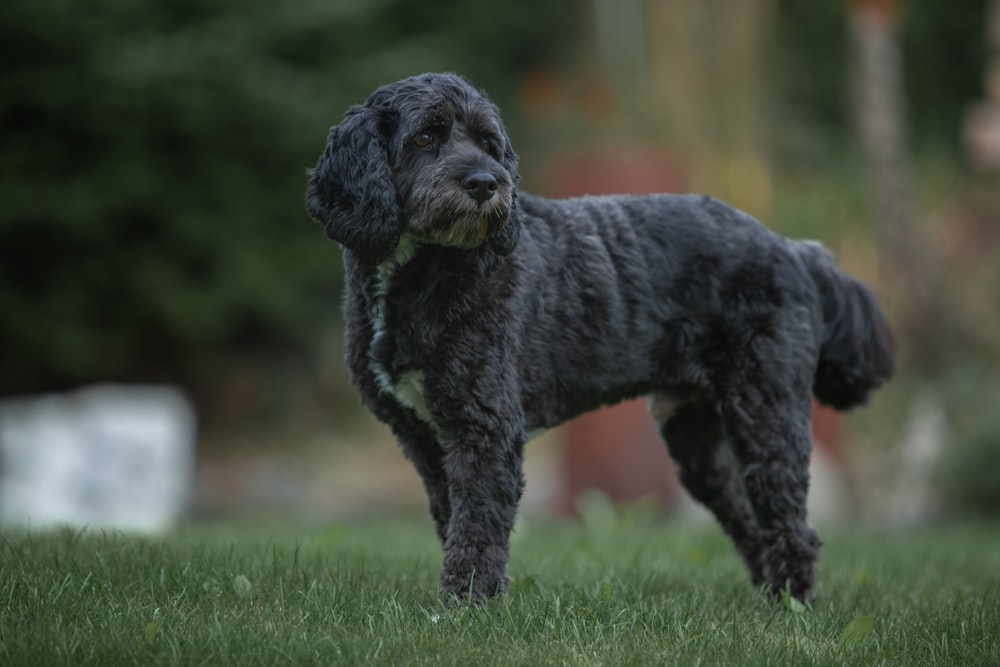 black and white short coated dog running on green grass field during daytime