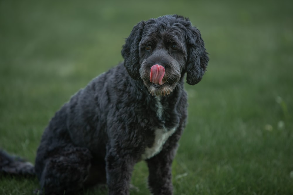 black and white short coated dog on green grass field during daytime