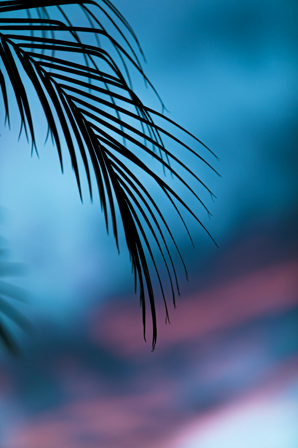 Planta de palma verde en fotografía de primer plano