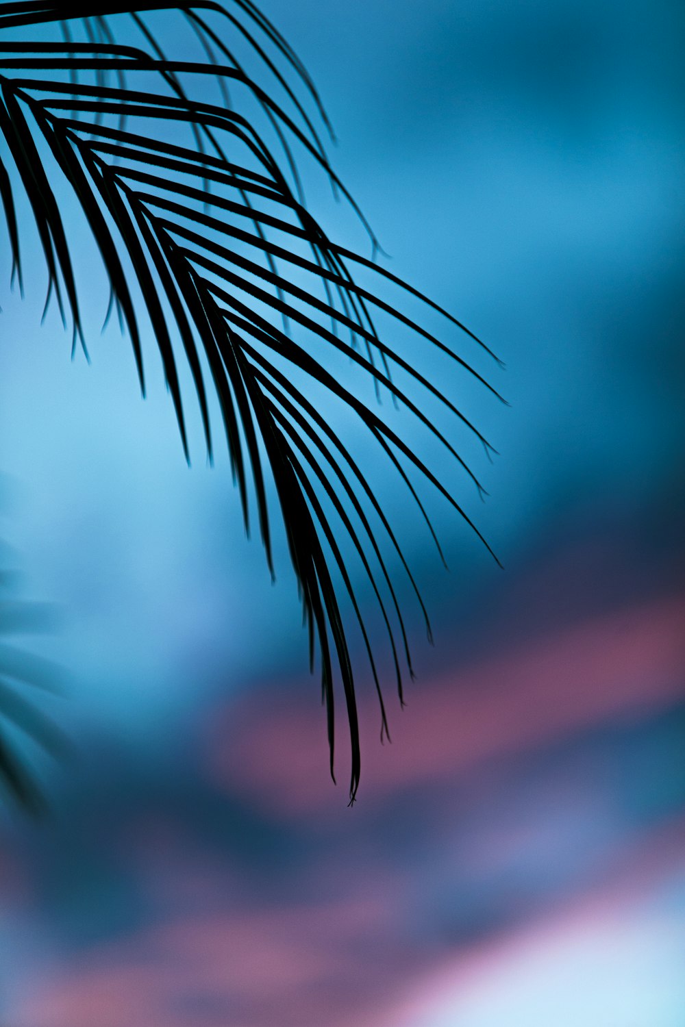 green palm plant in close up photography