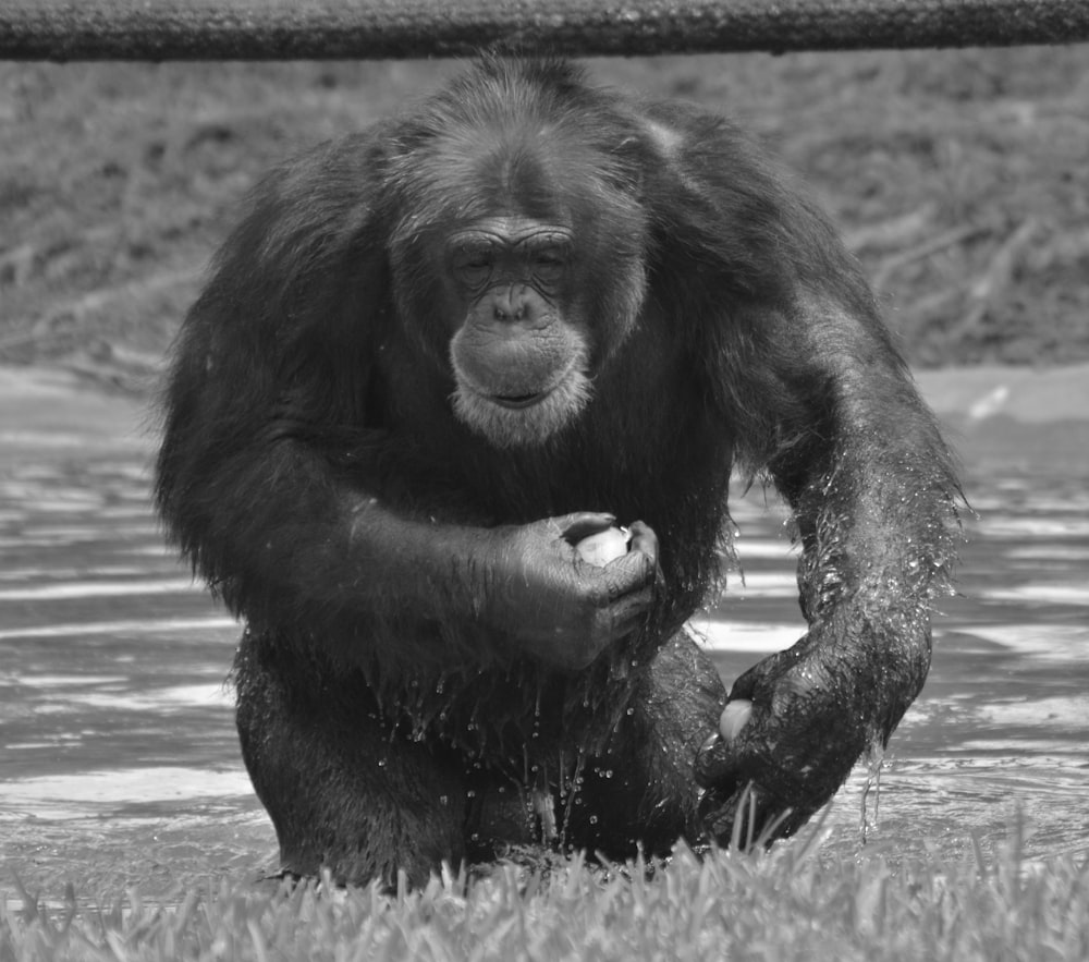 gorila preto na fotografia em escala de cinza