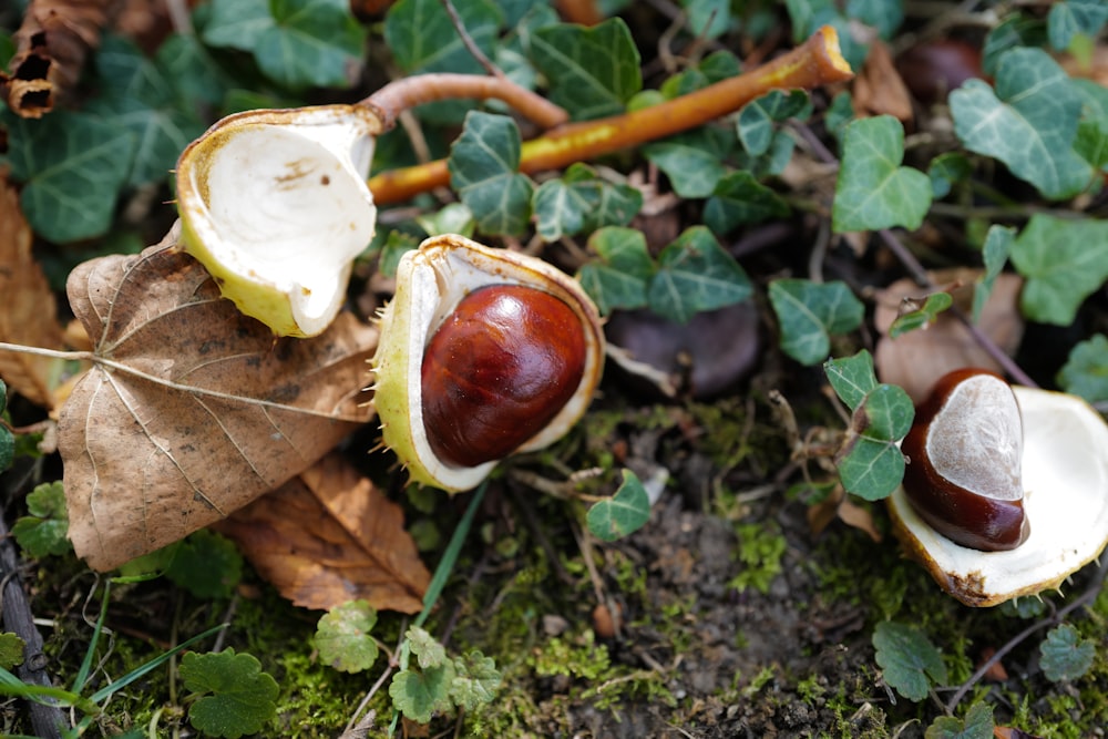 folhas marrons e verdes em solo marrom