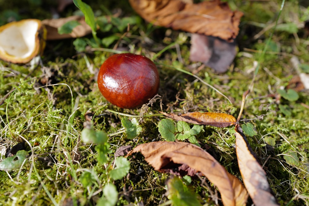 brown and red round fruit on green grass