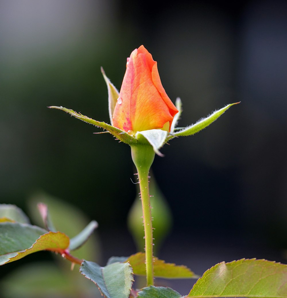 red rose in bloom during daytime