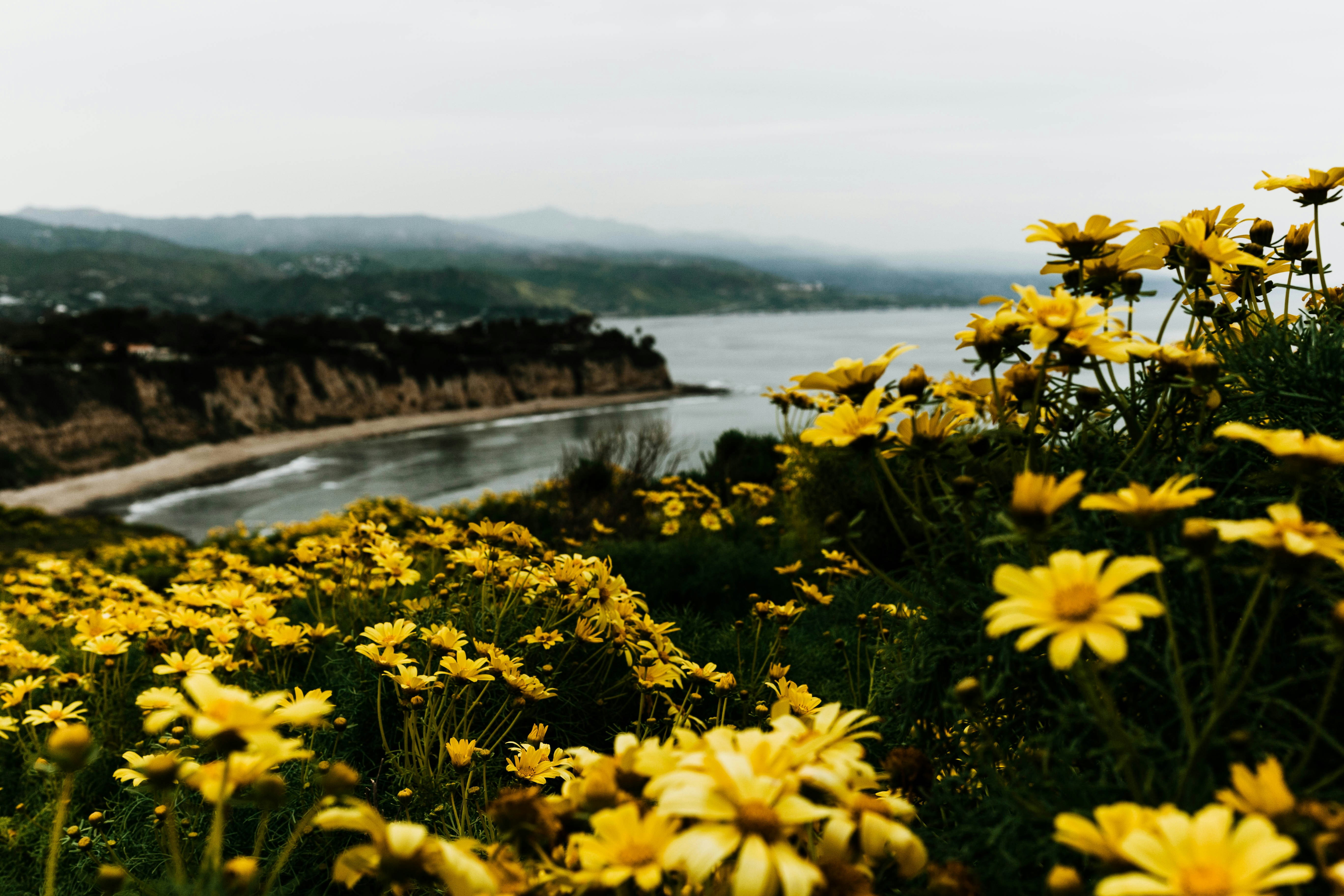 gelbe Blüten in der Nähe von Gewässern tagsüber