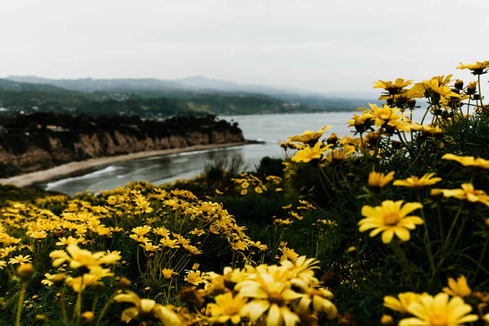 yellow flowers near body of water during daytime