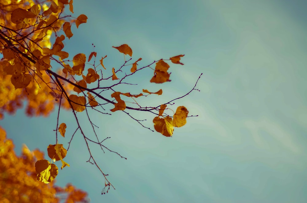 brown leaves on tree branch under blue sky